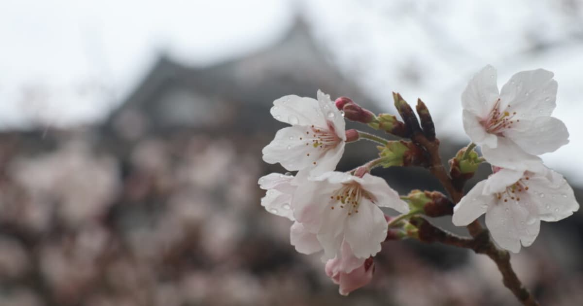 桜と松山城